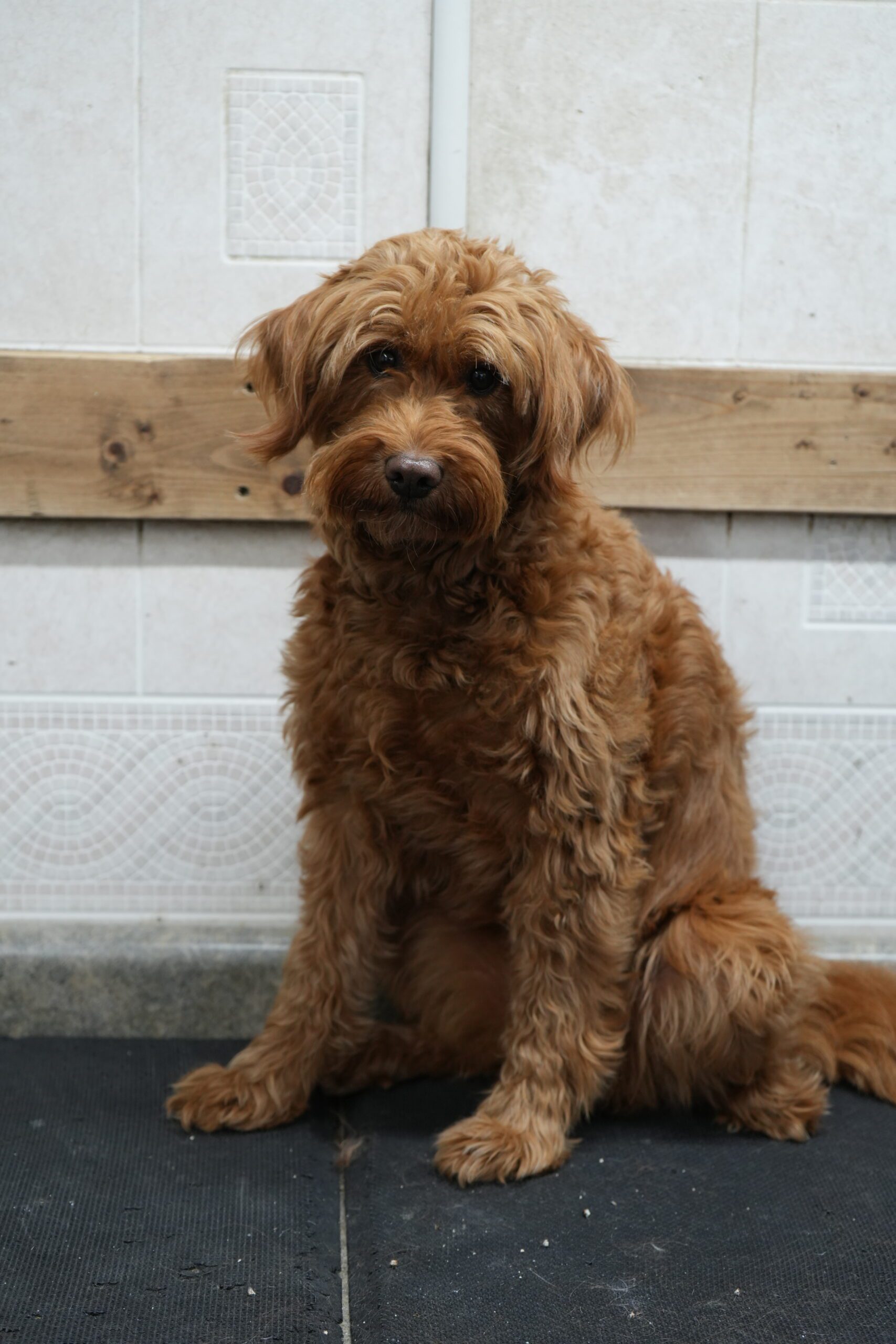 Golden Doodle before grooming with Jeanie's Pet Grooming Salon