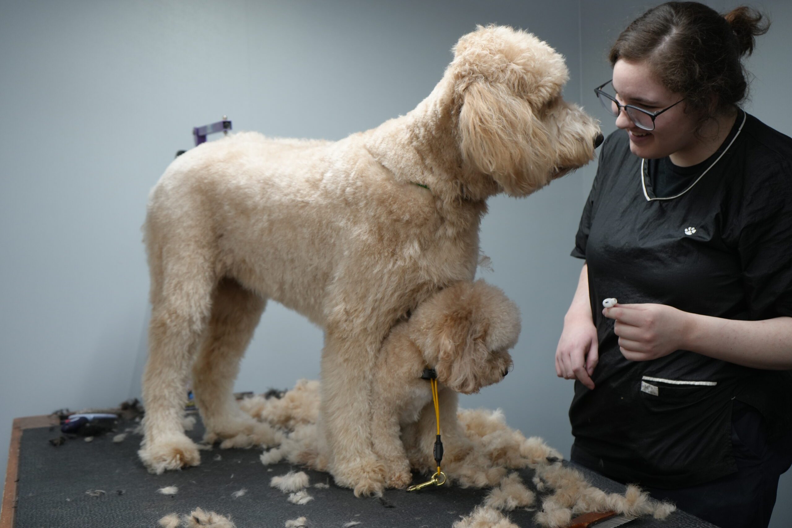 Dog groomer grooms puppy and adult golden doodle.